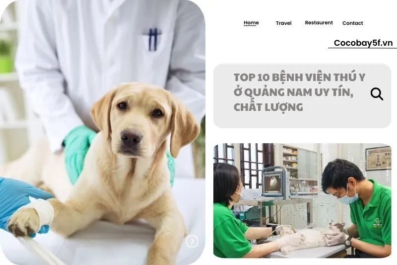 Top 10 Bệnh Viện Thú Y Ở Quảng Nam Uy Tín, Chất Lượng
