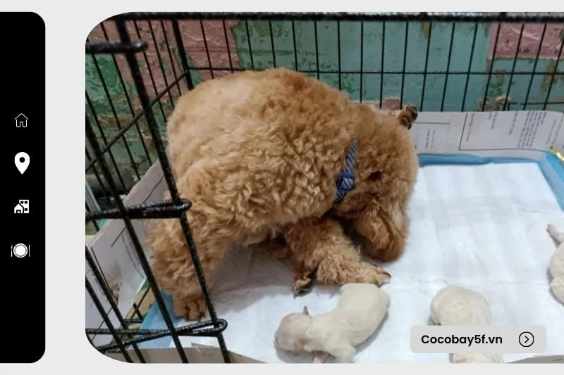 Tươi Pet Thú Y Hội An