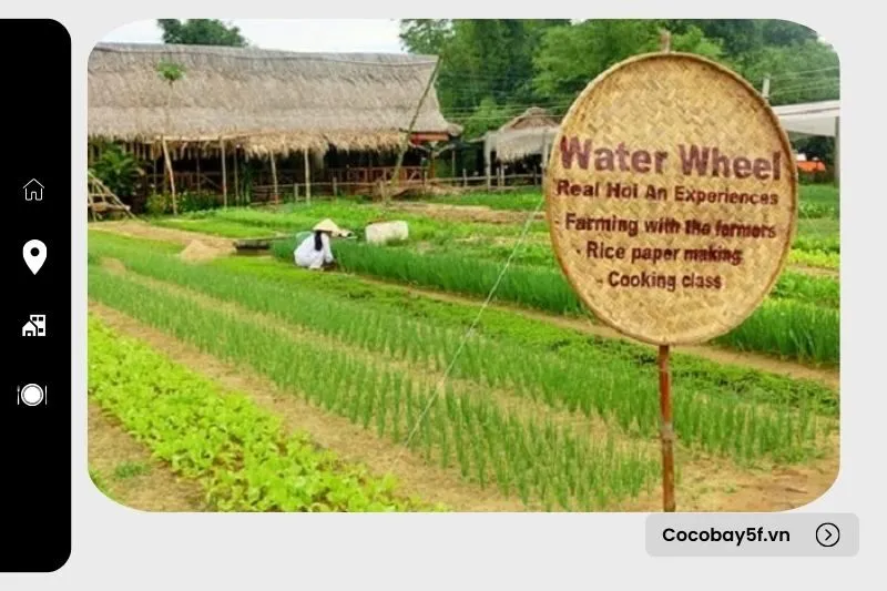 Làng rau Trà Quế Quảng Nam: Giới thiệu và Đặc điểm nổi bật